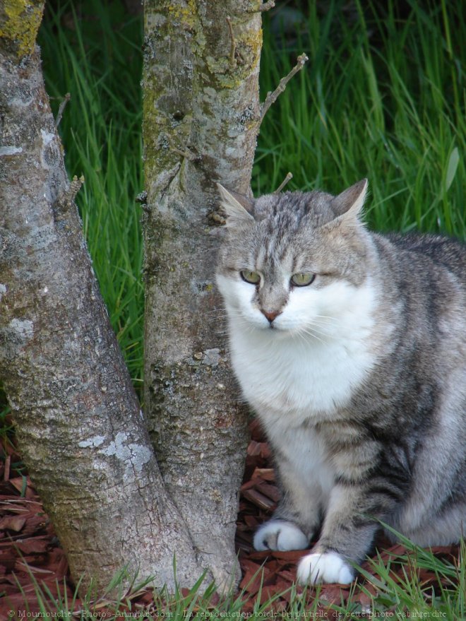 Photo de Chat domestique