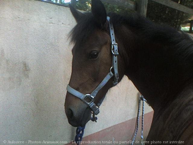 Photo de Poney franais de selle