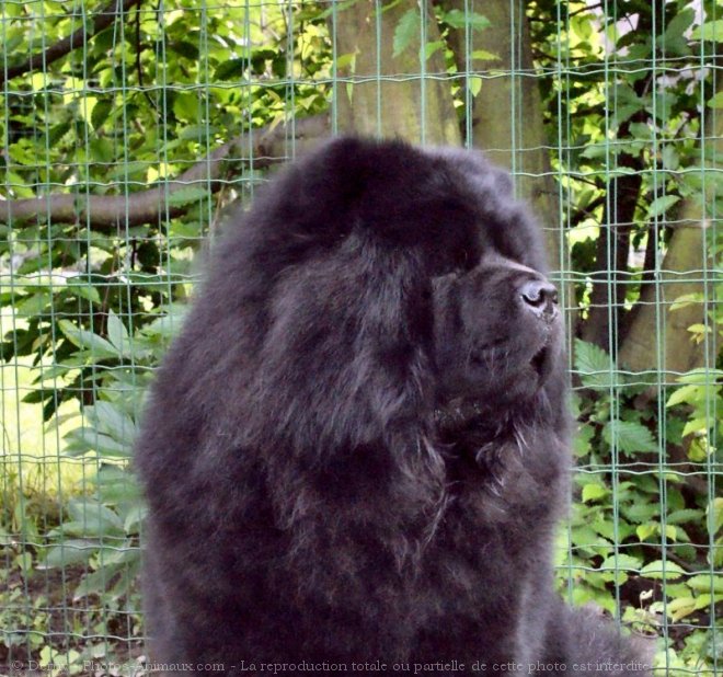 Photo de Chow chow