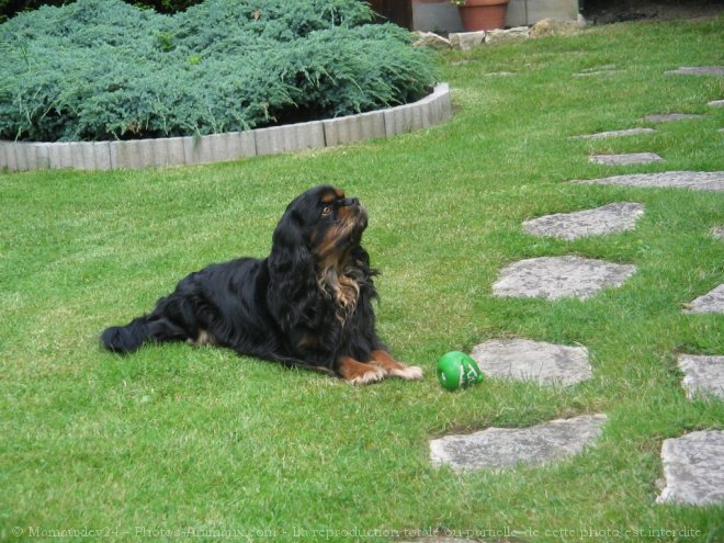 Photo de Cavalier king charles spaniel