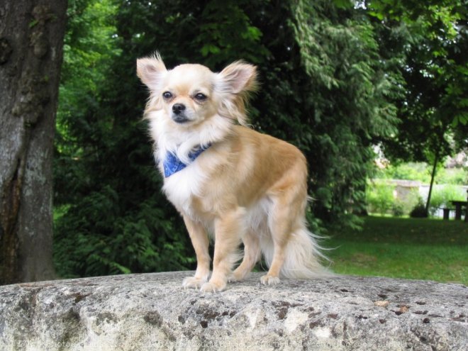 Photo de Chihuahua  poil long