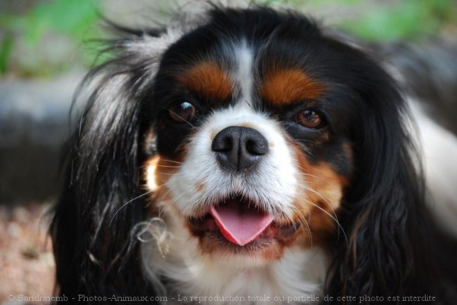 Photo de Cavalier king charles spaniel