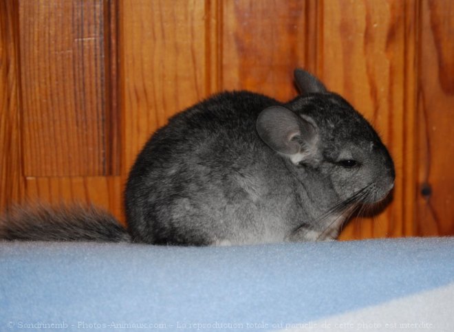 Photo de Chinchilla