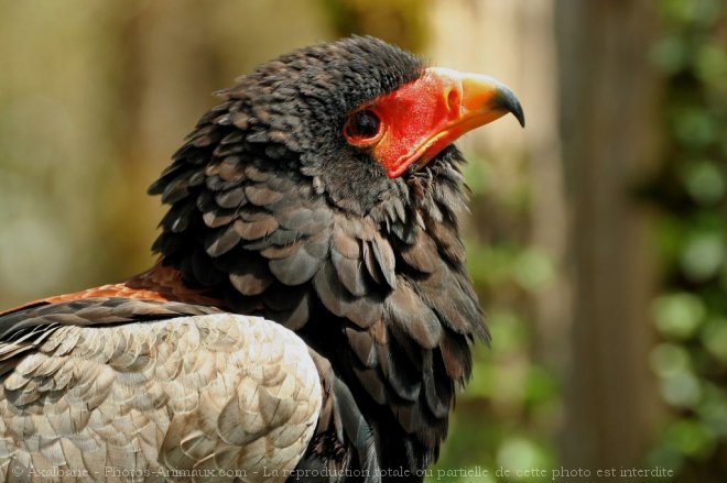 Photo d'Aigle - bateleur des savanes