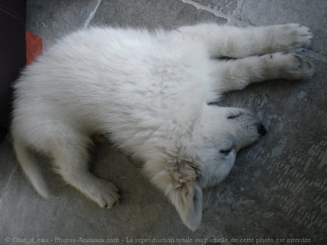 Photo de Berger blanc suisse