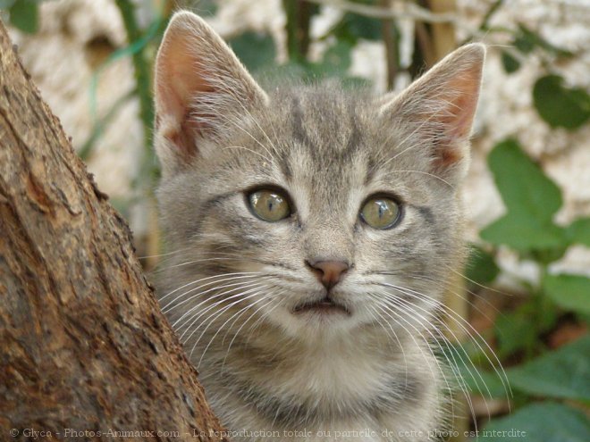 Photo de Chat domestique