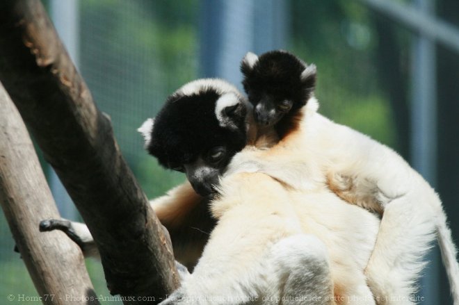 Photo de Singe - propitheque