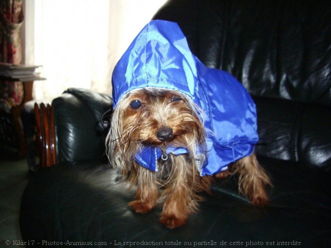 Photo de Yorkshire terrier