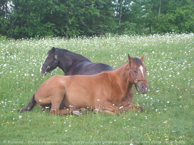 Photo de Races diffrentes