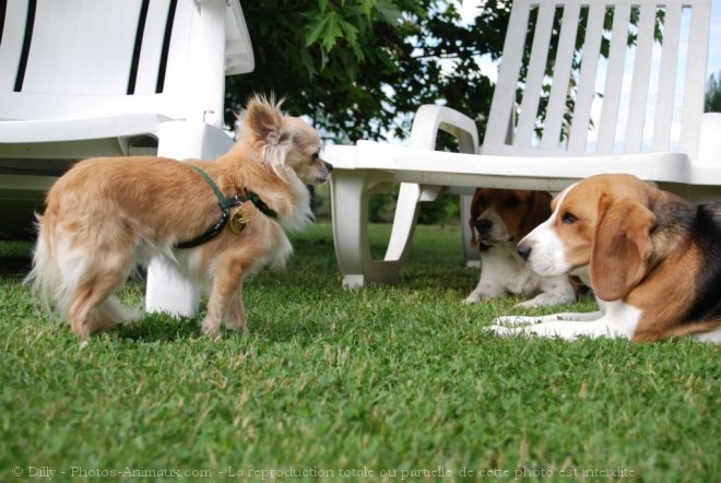 Photo de Chihuahua  poil long