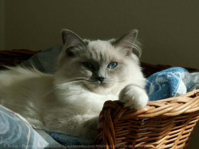 Photo de Ragdoll