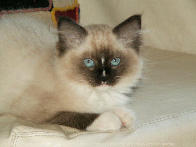 Photo de Ragdoll