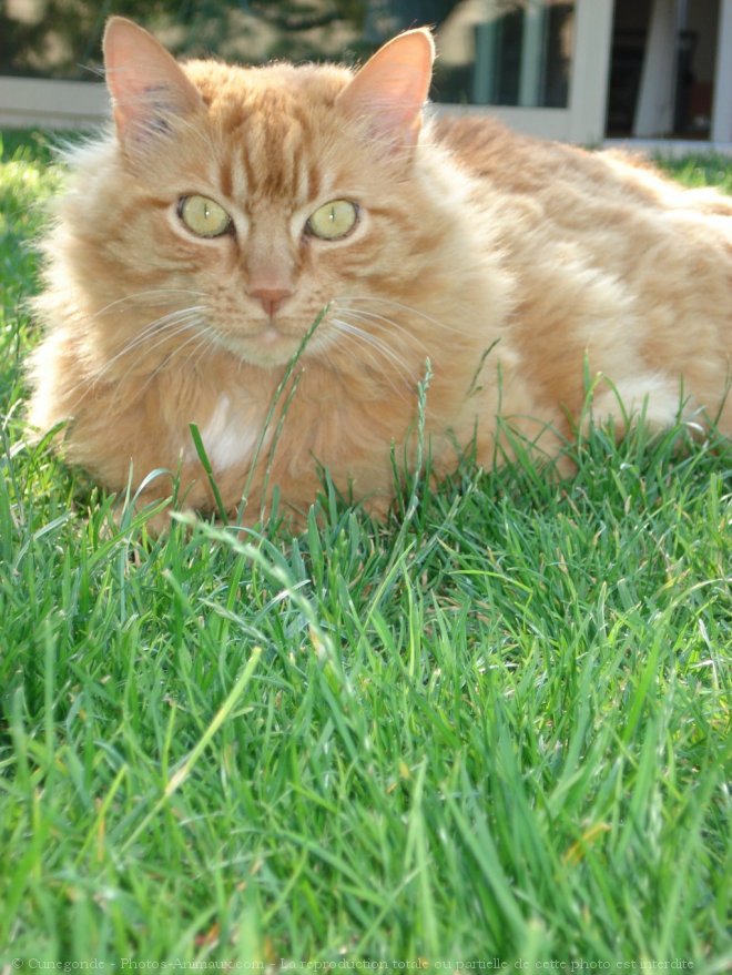 Photo d'Angora turc