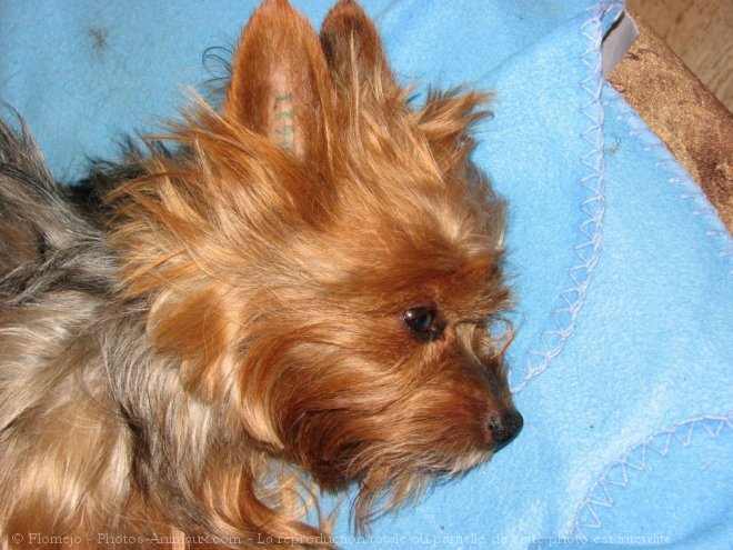 Photo de Yorkshire terrier