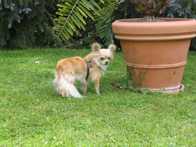 Photo de Chihuahua  poil long