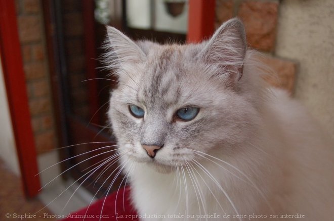 Photo de Sacr de birmanie