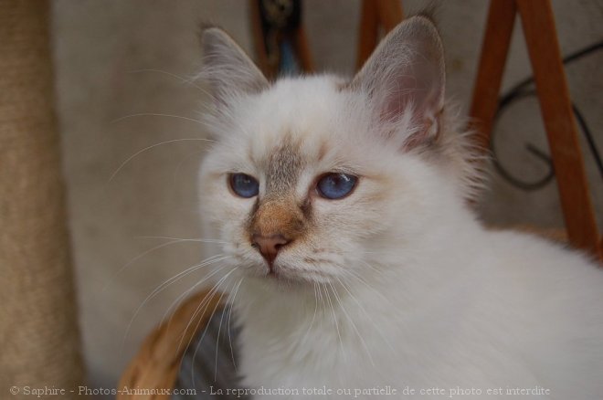 Photo de Sacr de birmanie