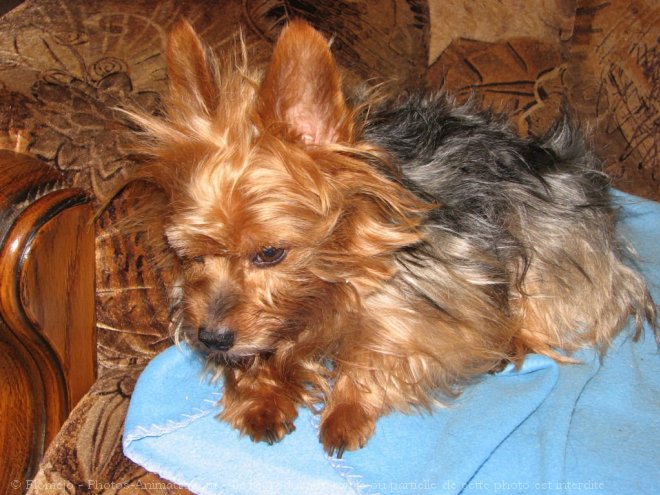 Photo de Yorkshire terrier