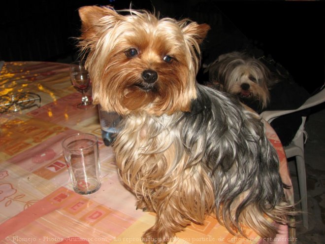 Photo de Yorkshire terrier