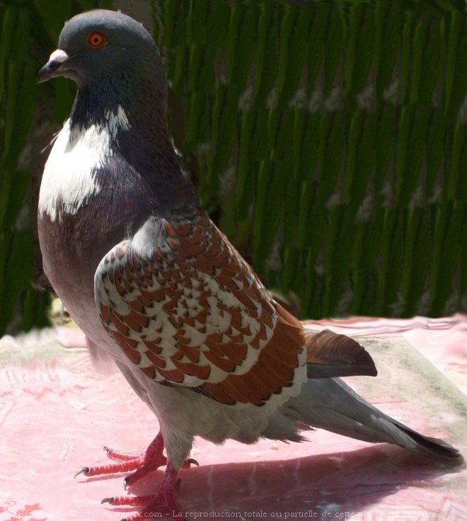 Photo de Pigeon