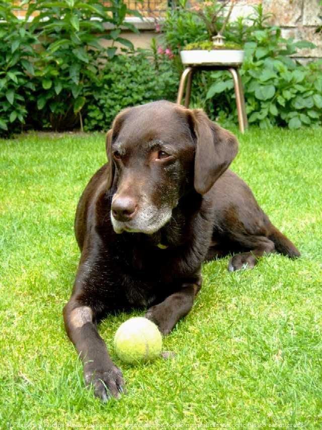 Photo de Labrador retriever