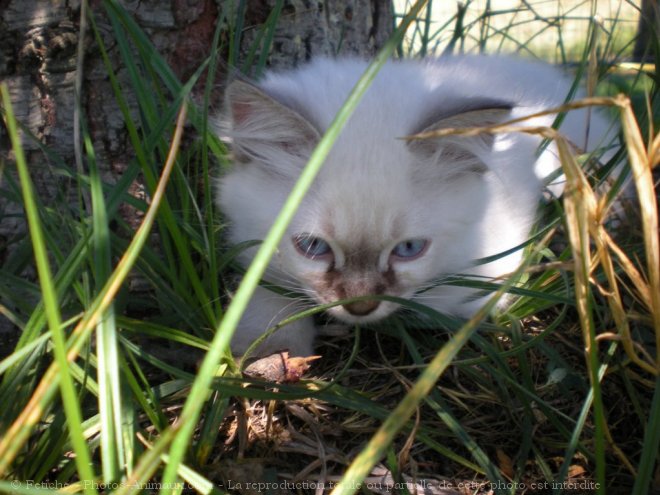 Photo de Ragdoll