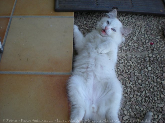 Photo de Ragdoll