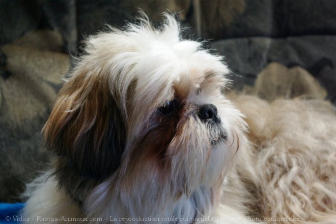 Photo de Shih tzu