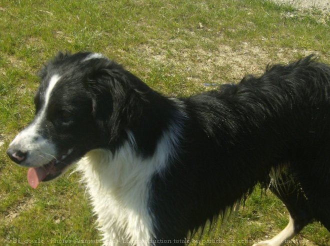 Photo de Border collie