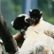 Photo de Singe - propitheque