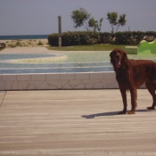 Photo de Setter irlandais rouge