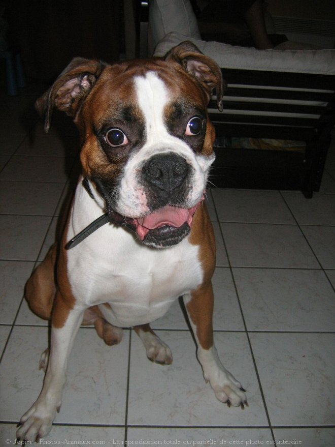 Photo de Boxer