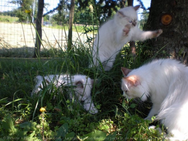 Photo de Ragdoll