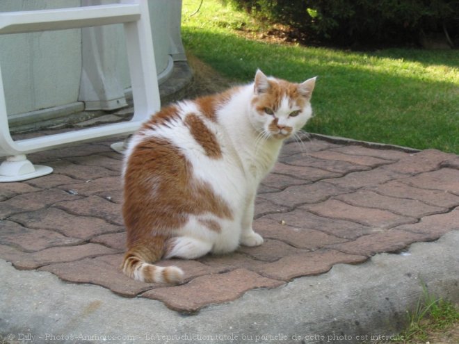 Photo de Chat domestique