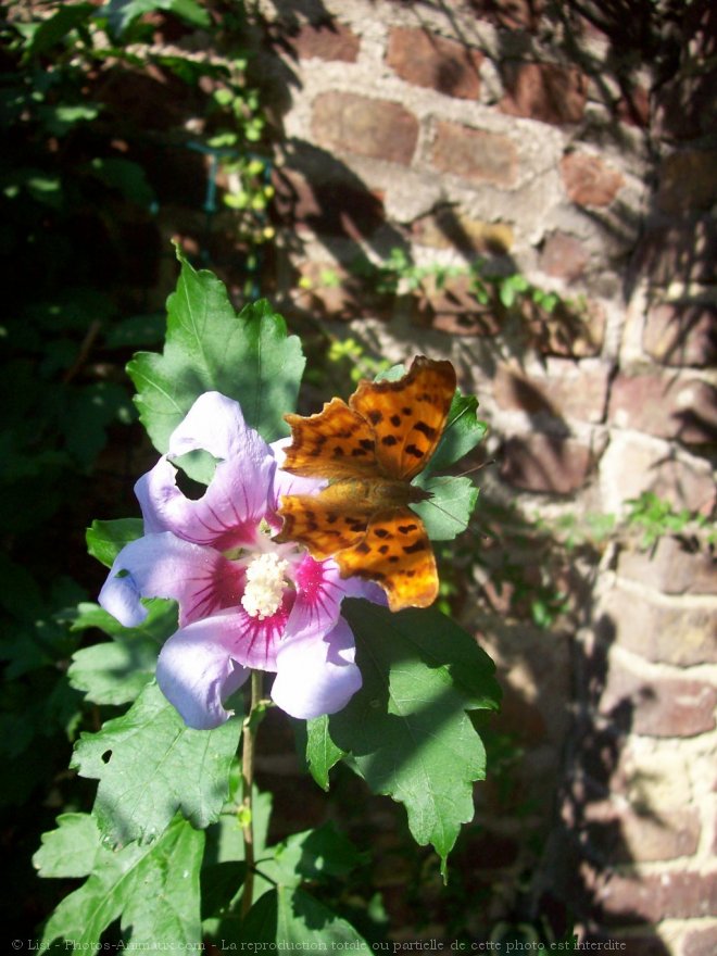 Photo de Papillon