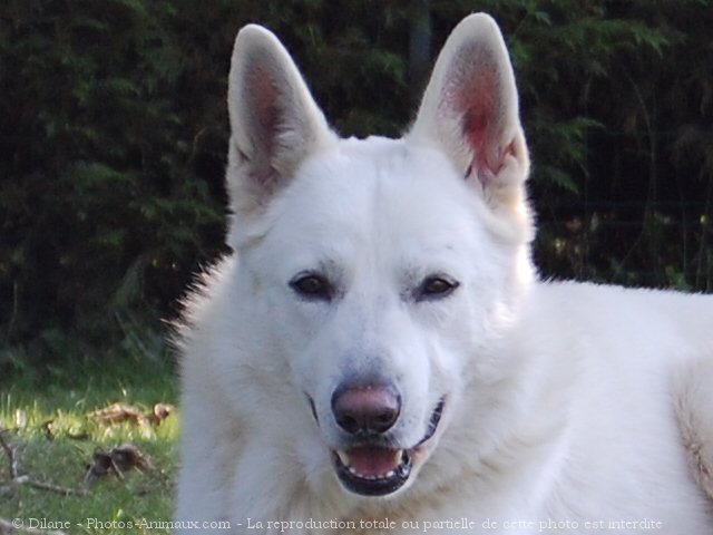 Photo de Berger blanc suisse