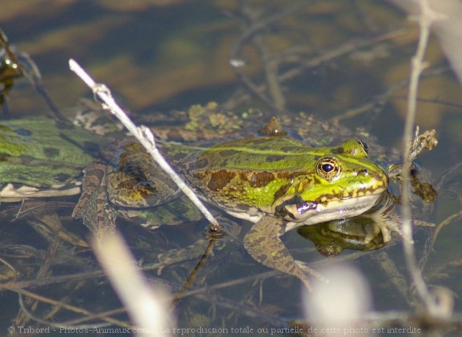 Photo de Grenouille