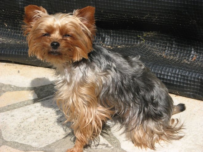 Photo de Yorkshire terrier