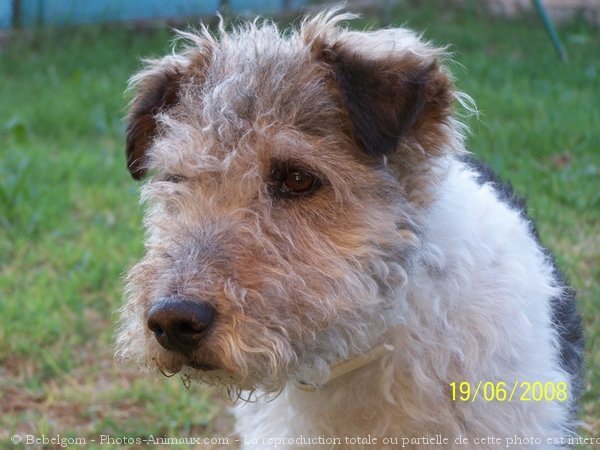 Photo de Fox terrier  poil dur