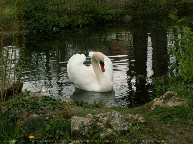 Photo de Cygne