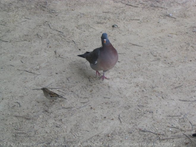 Photo de Pigeon