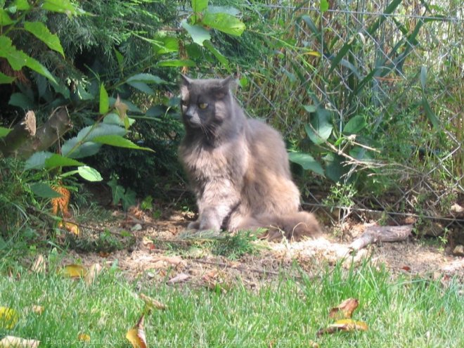 Photo de Chat domestique