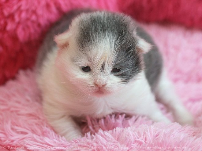 Photo de British longhair