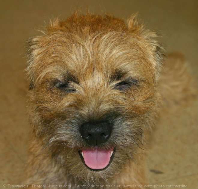 Photo de Border terrier