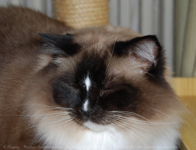 Photo de Ragdoll