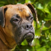 Photo de Boxer