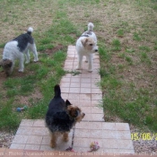 Photo de Fox terrier  poil dur