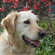 Photo de Golden retriever