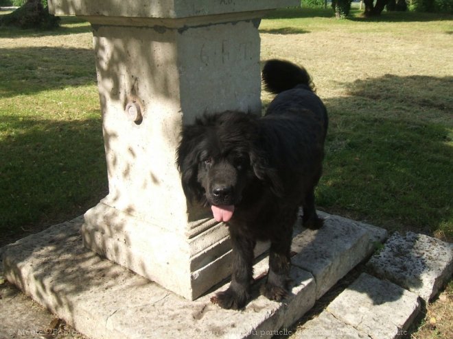 Photo de Chien de terre-neuve