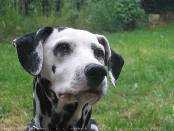 Photo de Dalmatien